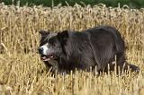 BORDER COLLIE 1077